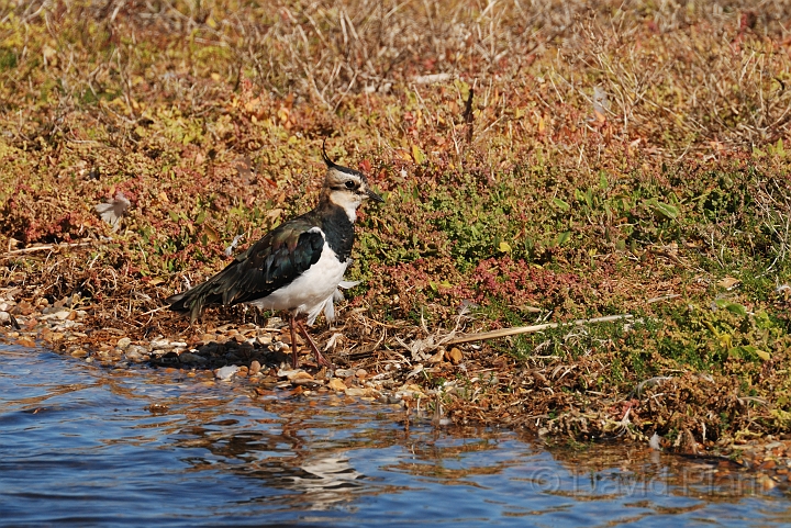 Lapwing - I.jpg - Lapwing next to water - Norfolk